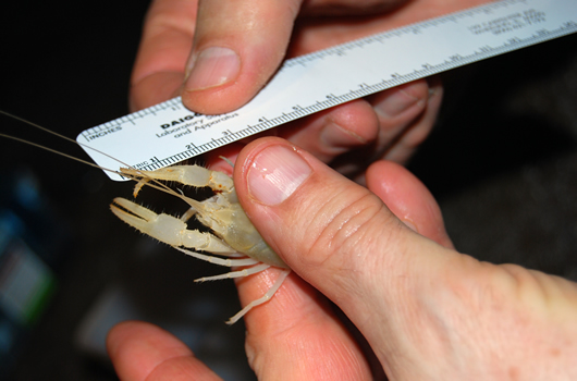 Crayfish Being Measured Lesley